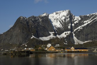 Coast near Reine, Moskenesöya, Lofoten, Norway, Europe