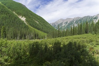 Thickets of dwarf birch in the Shawla River valley. August, Altai Mountains, Siberia, Russia,