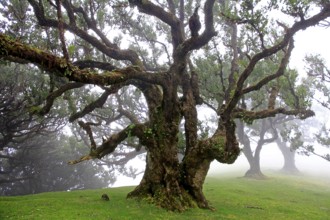Laurel forest (Laurisilva) Unesco World Heritage Site, nature reserve, fog, evergreen, village of