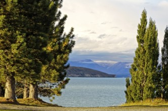 Pine trees on the shore of Lake Tekapo on the South Island of New Zealand