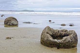 Moeraki Boulders are large, spherical boulders lying on the Koekohe Beach at Moeraki on the South