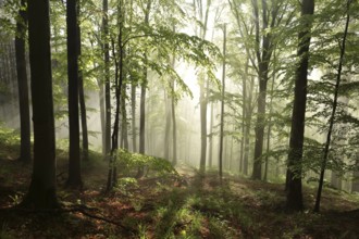 Spring beech forest during sunrise, Poland, Europe