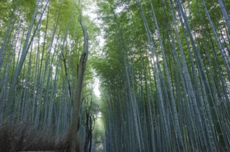 Background of green japanese bamboo stems in a forest seen from the side, Kyoto, Japan, Asia