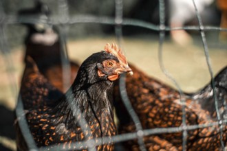 A chicken behind a net in a sunny henhouse. Agricultural environment