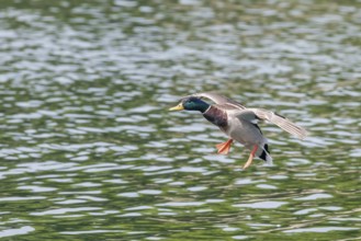 Mallard Duck Landing on Water