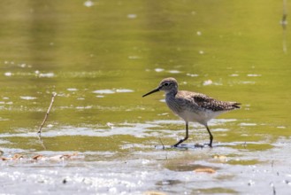 Sandpiper, Wood sandpiper in Shallow Water (Tringa glareola) Wader Bird Sandpiper