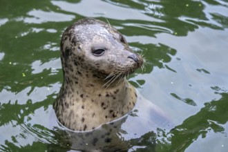 Harbor Seal (Phoca vitulina) with his head above green water
