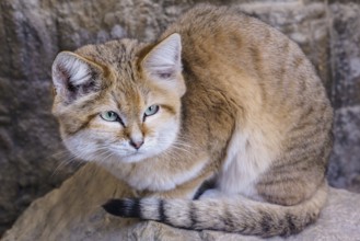 Sand cat lying on rock, Felis margarita