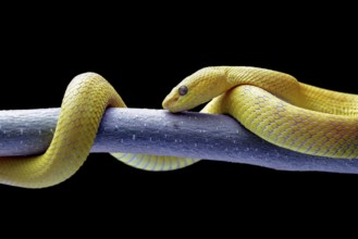 White-lipped tree viper, is a venomous pit viper species endemic to Southeast Asia