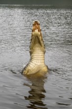 Spectacled caiman (Caiman crocodilus yacara), Crocodile (Alligatoridae), crocodile (Crocodylia),
