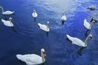 Swans in Geneve Geneva of Switzerland Swiss in Leman lake