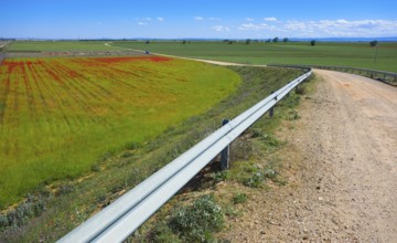 Cereal field meadow in Castile La Mancha of Spain by Saint James Way of Levante