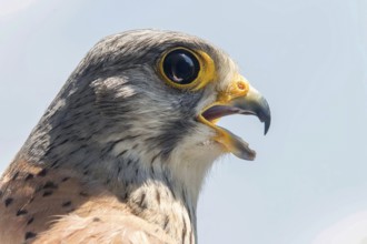 Common Kestrel Portrait Beak Wide Open (Falco tinnunculus) European kestrel