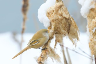Cute little bird, Bearded tit, female Bearded reedling (panurus biarmicus)