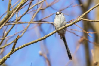 Long-tailed tit on branch (Aegithalos caudatus) Cute little Bird