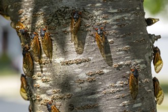 The 17-year cicada, Magicicada cassini, emerges in vast numbers in North America every 17 years,
