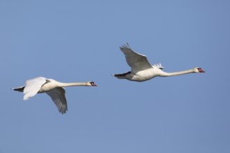 Mute swan, Cygnus olor, flies
