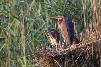 Purple heron, Ardea purpurea, nest, young birds
