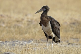 Abdim's stork, Ciconia abdimii, Oman, Asia