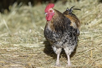 Free-ranging barnyard rooster with colorful plumage, outdoor breeding. Bas-Rhin, Collectivite