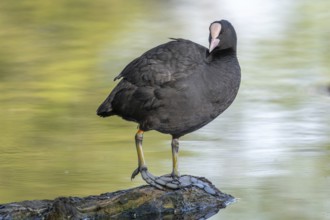 Eurasian coot (Fulica atra) cleaning its feathers on a river. Bas-Rhin, Collectivite europeenne
