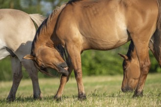 Horses in a pasture in the French countryside in spring