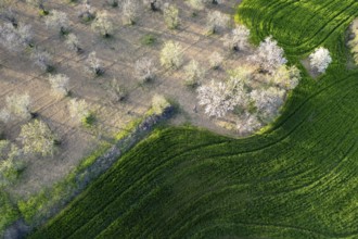 Drone aerial view of green meadow agriculture field and blooming almond tree. Spring season outdoor