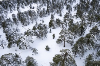 Drone aerial scenery of mountain snowy forest landscape covered in snow. Wintertime Troodos
