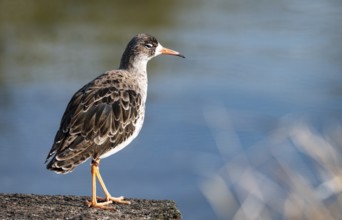 Common Redshank