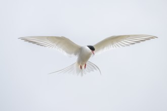 An Arctic Arctic Tern (Sterna paradisaea) with outstretched wings in flight, neutral sky in the