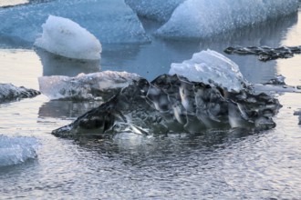 Ice pure like glass swimming in the Jokulsarlon glacial lake, Iceland, Europe