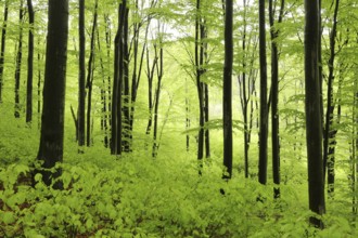 Beech trees in spring forest on a mountain slope in rainy weather, Poland, Europe