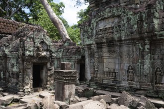 Buddhist temple buildings, jungle temples, mystical, Ta Prohm, Buddhist temple complex, UNESCO