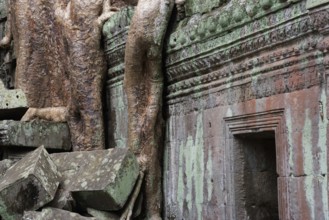The Bohdi tree takes possession of the enchanted temple city, jungle temple, mystical, Ta Prohm,