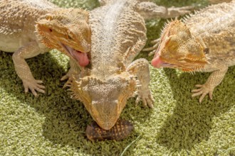 Pogona Vitticept reptiles competing for food, biting each other. Green background