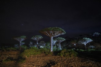 Plateau des Firmihn-Waldes auf der Insel Sokotra, Jemen, in der Nacht