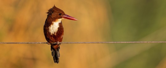 Brown kingfisher, (Halcyon smyrnensis), kingfisher, animals, birds, kingfisher family, Lahavot