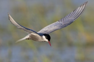 White-bearded Tern, (Chlidonias hybridus, Chlidonias hybrida, family of terns, flight, biotope,