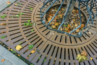 Iron tree guard with autumn leaves, Kempten, Allgäu, Swabia, Bavaria, Germany, Europe