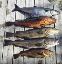 Atlantic cod and saithe, sea fish