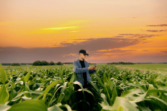 Person interacting with a mobile device in a cornfield during a vibrant sunset