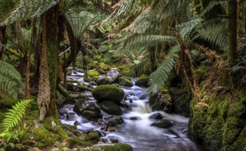 A stream in the Tasmanian jungle with fern trees