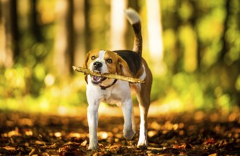 The beagle dog in sunny autumn forest. Hound with a stick in woods. Hound concept