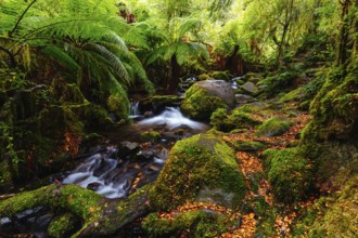 The stunning public Rainforest Gallery on the slopes of Mt Donna Buang near Warburton Victoria,