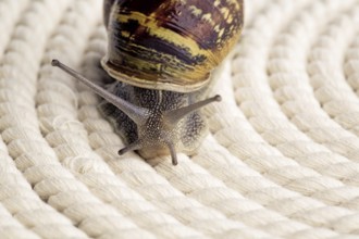 Close-up of a curious spotted snail on a table
