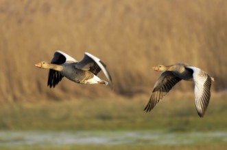 Greylag geese in flight