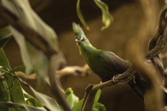 Close-up Guinea turaco, Gdansk, Poland, Europe