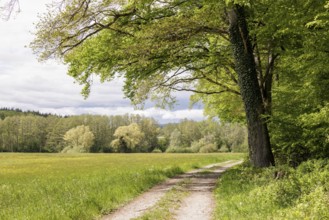 A forest path leads along a large meadow through a row of trees, Allensbach, Lake Constance,