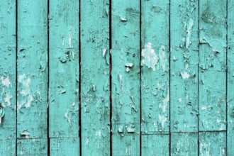Old boards with cracked cyan paint. Textured wooden old background with vertical lines. Cyan wooden