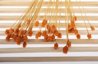 Bunch of dried flower placed on wooden background